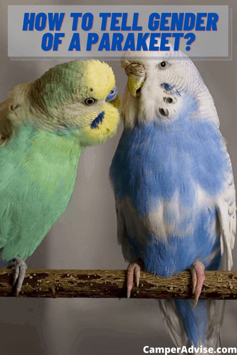 English Budgies Parakeets, Fancy Parakeet, Breeding Budgies, Budgie Care, Cactus Propagation, Baby Parakeets, Parakeet Colors, Parakeet Care, Parakeet Food