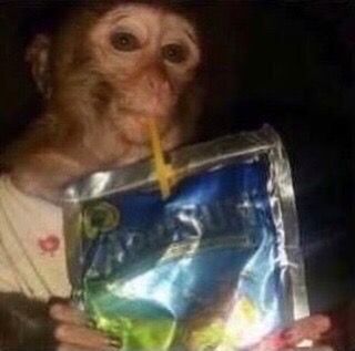 Monkey Drinking Caprisun, Funny Monkeys, Happy Monkey, Monkey Pictures, Söt Katt, Funny Animal Photos, Goofy Pictures, A Monkey, Monkeys Funny