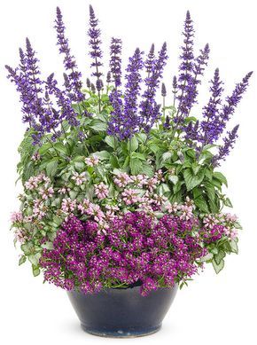 Sky High | Proven Winners Salvia, asylum (dark knight) & replace last with geranium or lantana? Thrillers Fillers Spillers, Diy Container Gardening, Container Garden Design, Container Gardening Flowers, Meteor Garden 2018, Proven Winners, Summer Plants, Garden Containers, Tall Plants