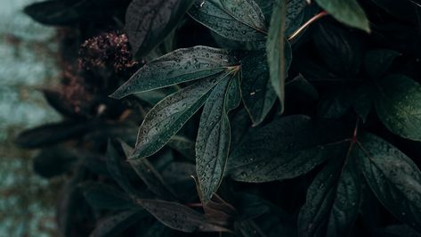 Wallpaper leaf, drops, plant, dark, wet Best Quotes Wallpapers, Dark Texture, Wallpaper Iphone Quotes Backgrounds, Infinity Wallpaper, Plants Quotes, Image Nature, Plant Wallpaper, Wallpaper Iphone Quotes, Trendy Flowers