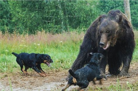 Jagdterrier Dogs Can Do It All English Terrier, Karelian Bear Dog, Boar Hunting, Farm Dogs, Wild Boar, Mixed Breed Dogs, Work With Animals, Dog Breeder, Sporting Dogs