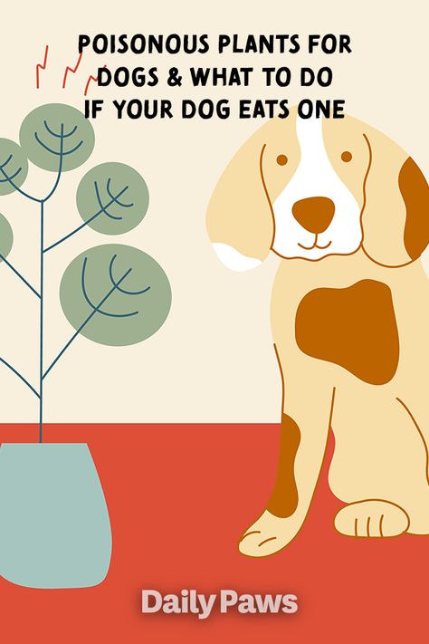 Some house and garden plants, tree leaves, flowers, and berries are poisonous if eaten by dogs. Find out which ones are toxic and how to recognize the warning signs if your dog has eaten the wrong plant. #petcare #pets #pethealth #healthypets #petnutrition #petdiet #kittenhealth #puppyhealth Plants For Dogs, Dog Allergies Remedies, Dog Eats, Dog Advice, Dog Training Advice, Poisonous Plants, Dog Nutrition, House And Garden, Dog Tips