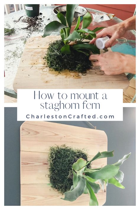 Hanging Staghorn Fern, Mount Staghorn Fern, Stag Horn Fern Mount, Stag Horn Fern Hanging, Staghorn Fern Mount, Fern House, Staghorn Fern On Driftwood, Staghorn Fern, Kid Friendly Crafts