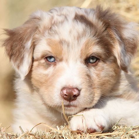 #1 | Australian Shepherd Puppies For Sale By Uptown Puppies Australian Puppies, Australian Shepherd Colors, Miniature Australian Shepherd Puppies, Red Merle Australian Shepherd, Australian Shepherd Puppies For Sale, Aussie Puppy, Australian Shepherd Blue Merle, Miniature Australian Shepherd, Smart Working