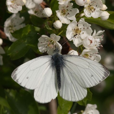 Small White ( Pieris rapae ) Small White Butterfly, Cabbage Moth, Butterfly White, Dragon Flies, Small Butterfly, Beautiful Bugs, Butterfly Kisses, Creepy Crawlies, White Butterfly