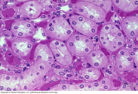 Simple Cuboidal Epithelium Tissue [ET] Simple Cuboidal Epithelium, Epithelium Tissue, Tissue Drawing, Histology Slides, Human Tissue, Photoshoot Backdrops, Microscopic Images, Human Anatomy And Physiology, Anatomy And Physiology