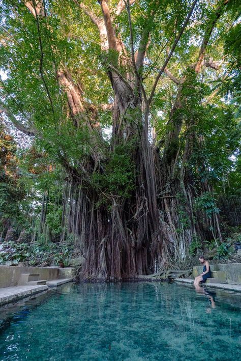 Mystical Siquijor: The Best Experiences on the Island Balete Tree Philippines, Places In The Philippines, Siquijor Island, Haunted Hospital, Fort Santiago, Summer Travel Destinations, Philippines Culture, Honeymoon Vacations, Top Places To Travel