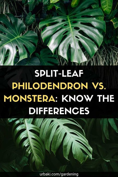 Split Leaf Philodendron Vs Monstera, Split Leaf Philodendron, Philodendron Plant, Swiss Cheese Plant, Philodendron Monstera, Cheese Plant, Indoor Plant Care, Plant Information, Monstera Plant