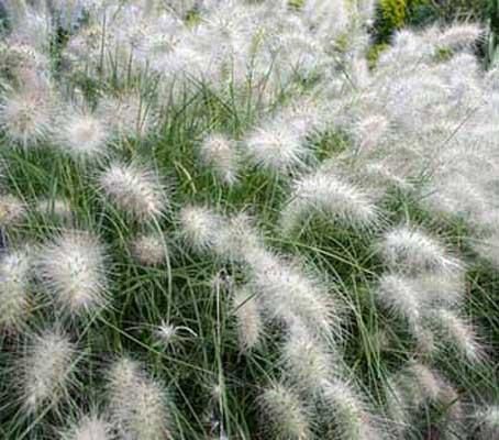 Pennisetum villosum "Cream Falls" ... Chinese Fountain Grass Pennisetum Villosum, Cornwall Garden, Pennisetum Setaceum, Moonlight Garden, Yard Plants, Amazing Grass, Side Border, 40 Acres, Prairie Garden