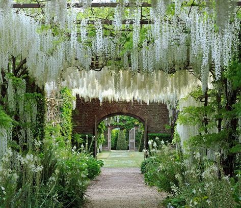 Country Life Magazine on Instagram: “The Private Gardens at Petworth House, West Sussex. The white wisteria — also known as 'Japanese wisteria' — which grows in the walled…” Dream Wedding Ceremony, Petworth House, Wisteria Pergola, Wisteria Wedding, Wisteria Garden, Wisteria Plant, Country Life Magazine, White Wisteria, English Cottage Garden