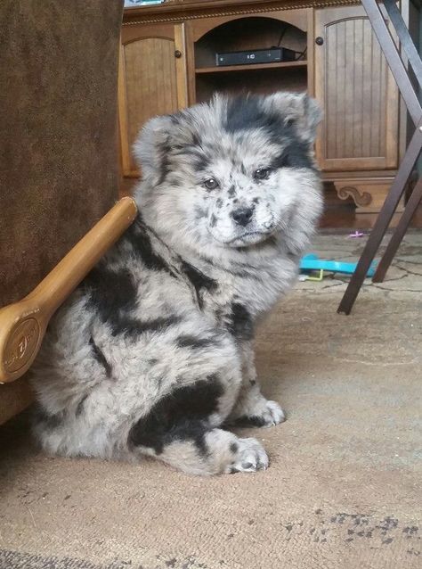 From. Fb. Australian Shepard and chow chow mix                                                                                                                                                                                 More Perros Chow Chow, Chow Chow Puppy, Chow Chow Dogs, Dog Mixes, Fluffy Dogs, Chow Chow, Baby Dogs, Pics Art, Animal Photo