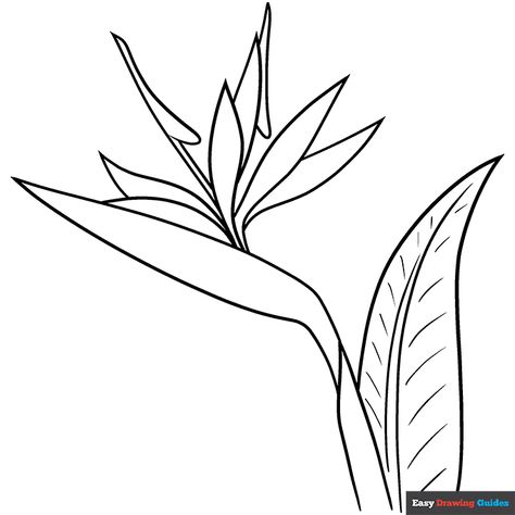 Free, printable Bird of Paradise Flower coloring page for kids. Print it out or color it online. Birds Of Paradise Birds, Bird Of Paradise Flower Drawing, Bird Of Paradise Drawing, Flower Coloring Pages For Kids, 2024 Challenge, Tree Frog Tattoos, Flower Coloring Sheets, Printable Flower Coloring Pages, Bird Of Paradise Flower