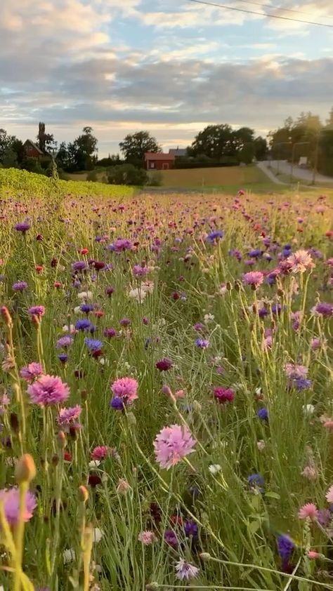 Meadows Aesthetic, Pretty Field, Pisces Season, Wildflowers Photography, Valley Of Flowers, Wildflower Paintings, Wild Flower Meadow, Meadow Garden, Wildflower Meadow