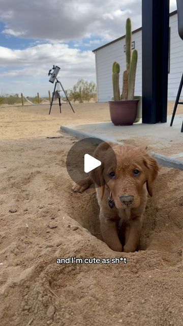 Bad Boy Bru on Instagram: "DESERT DAWG pt 2  #puppy #goldenretriever #dayinthelife" Puppy Barking, Dog Barking, Bad Boy, Cute Puppies, Golden Retriever, Cute Animals, Puppies, Dogs, Water