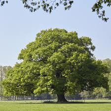 Leaf Mould, English Oak Tree, Small Mammals, Angel Oak, Milkweed Plant, Compost Soil, Chestnut Trees, Tree Nursery, Tree Images