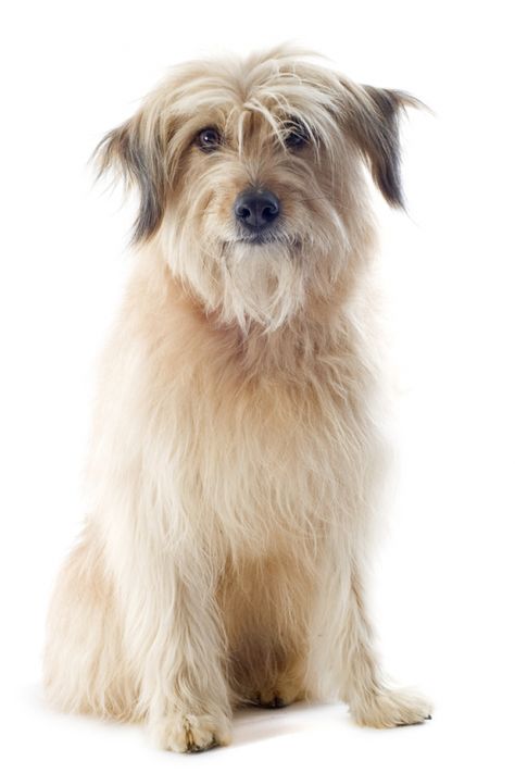 Photo Berger des Pyrénées Pyrenean Shepherd, Dog Bedroom, Dog Valentines, Pyrenees, Jack Russell, Cuteness Overload, Animals And Pets, Dog Breeds, Cute Animals