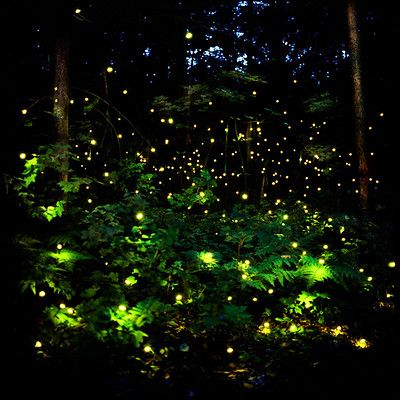 Barry Underwood "Lightning Bugs" | Barry Underwood Lightning… | Flickr Firefly Photography, Firefly Lights, Belle Nature, Fantasy Magic, Beltane, Alam Yang Indah, Light Installation, On The Ground, Pics Art