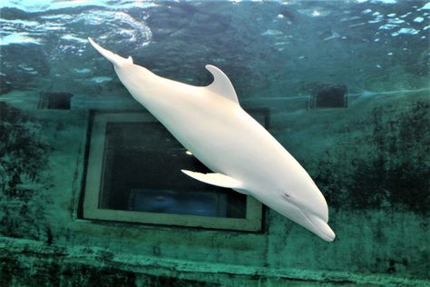 Albino Dolphin, Youtube Photo, Rare Albino Animals, White Dolphin, Fauna Marina, Albino Animals, Bottlenose Dolphin, Unusual Animals, Cute Wild Animals