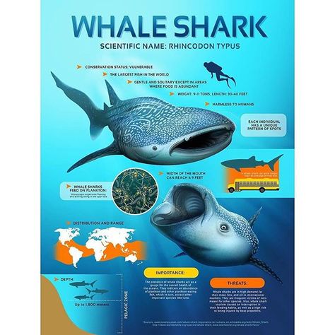 Fact Sheet: Whale Shark #digitalillustration #infographic #whaleshark #conservation Whale Shark Facts, Shark Information, All About Sharks, Shark Facts, Beach Clean Up, Save Our Oceans, Information Poster, Marine Conservation, Ocean Conservation