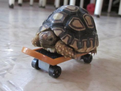 Tortoise. Turtle On Skateboard, Tortoise Funny, Small Skateboard, Turtle Tanks, Pet Tortoise, Funny Animals Videos, Sea Turtle Pictures, Cute Tortoise, Baby Tortoise