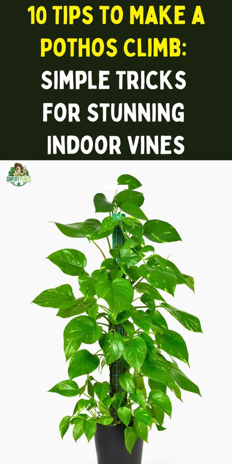 Indoor Wall Climbing Plants, Vining Pothos Wall, Climbing Plant Wall Indoor, Pothos Ideas Decor, Pothos Plant Climbing Ideas, Pothos Plant Ideas, Indoor Pothos Plants, Pothos Vine Ideas, Pathos Plant Decor Ideas