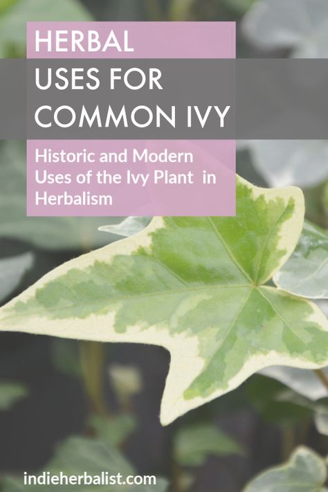 Historic and Modern Herbal Uses for Ivy | indieherbalist Ivy Magical Properties, Fruit Magic, Common Ivy, Burning Bay Leaves, Common Garden Plants, Teas Recipes, Herbal Health, Evergreen Vines, Plant Benefits