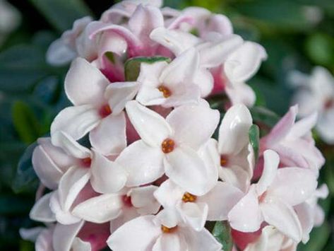 Daphne (Daphne x transatlantica) 'Eternal Fragrance' Daphne Flower, Daphne Odora, Daphne Plant, Flowers In Winter, Citrus Perfume, Smelling Flowers, Plant Varieties, Flower Guide, Plant Growing