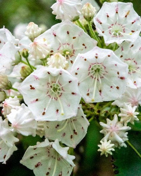 Mountain laurel is my favorite flowering shrub! What's yours? Laurel Flower, Mountain Laurel, Flowering Shrubs, Garden Landscaping, Wild Flowers, Landscaping, My Favorite, On Instagram, Quick Saves