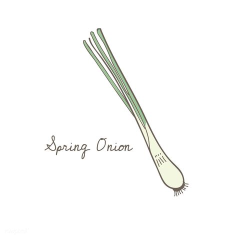 Vector of a spring onion | free image by rawpixel.com Vegetable Doodles, Onion Illustration, Food Doodles, Illustration Simple, Illustrations Design, Spring Onions, Collage Illustration, Spring Onion, Cute Illustration