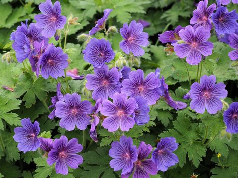 Cranesbill geraniums – Thoughts of Dawn Alyssum Flowers, Purple Shamrock, Cranesbill Geranium, Pink Spring Flowers, Trailing Flowers, Shade Garden Plants, Purple Leaves, Purple Succulents, Geranium Flower