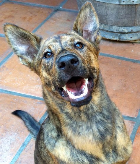 Formosan Mountain Dog, Dutch Shepherd, Dog Medicine, Dog Shelter, Rare Dog Breeds, Rare Dogs, Rare Cats, Dog List, Purebred Dogs