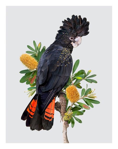 Greg Oakley Fine Art Photography Australian Fauna, Black Cockatoo, Birds Photography, Australian Flora, Australian Birds, Simple Background Images, Bottle Brush, Australian Artists, Photography Nature