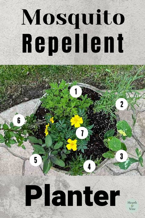 The top of a mosquito repellant planter with numbers indicating each plant. Preparing Garden Beds, Insect Repellent Homemade, Front Porch Flowers, Scented Geranium, Porch Flowers, Summer Patio, Fragrant Plant, Planter Ideas, Garden Containers