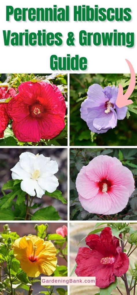 Perennial Hibiscus Varieties & Growing Guide pinterest image.. Different Type Of Hibiscus, Perennial Hibiscus Plant, Hibiscus Flower Varieties, Types Of Hibiscus Flower, Hardy Hibiscus Perennials, Hibiscus Landscaping Ideas, Hibiscus Varieties, Hardy Hibiscus Plant, Perennial Hibiscus