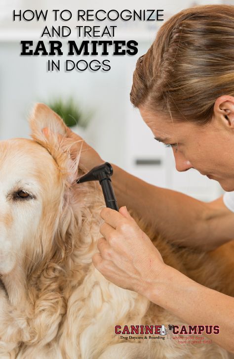 Ear mites can prove to be an itchy aggravation in dogs. 😀🐕❤ #HealthyDogs #HappyDogs #ColoradoSprings #DogCare Ear Mites In Dogs, Itchy Dog Ears, Dog Ear Mites, Food For Rabbits, Itchy Ears, Dog Ear Cleaner, Fresh Cucumber, Homemade Essential Oil, Ear Infections