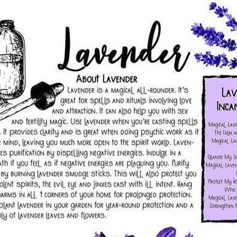 Belneus on Instagram: "I was asked about lavender this morning….  #witchcraft #witchy #witch #lavender #herbs #magic #spells #occult #belneus #witchesofinstagram #ritualmagic #spellcraft #greenwitch #greenwitchcraft #naturewitch #kitchenwitch #kitchenwitchery #kitchenwitchcraft" Morning Witchcraft, Lavender Witchcraft, Essential Oils Witch, Herbs Magic, Witch Protection, Ritual Magic, Lavender Recipes, Nature Witch, Green Witchcraft