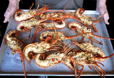 There seems to be no debate among Florida lobster aficionados concerning how to cook this delicacy of the sea. Florida Lobster Recipes, Spiny Lobster Recipe, Husbands Birthday, Spiny Lobster, Salt Rock, Lobster Recipes Tail, How To Cook Liver, Indian Shores, Man Cooking