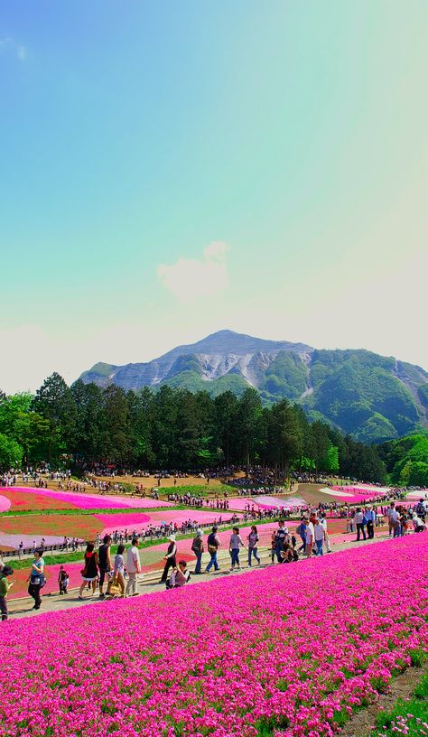 Moss pink. Hitsujiyama-park Chichibu-city SAITAMA JAPAN. Konika-Minolta α7-D Hitsujiyama Park, Saitama Japan, Saitama, Dolores Park, Japan, Natural Landmarks, Flowers, Pink, Travel