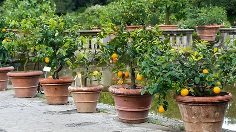 Fruit Trees In Pots, Plant Fruit Trees, Trees In Pots, Potted Fruit Trees, Potted Garden, Potted Plants Outdoor, Plants Outdoor, Potted Trees, Fruit Garden