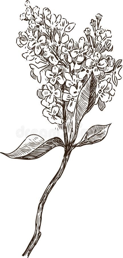 Lilac Sketch, Lilac Illustration, Lilac Tattoo, Cool Tattoo Drawings, Flowers Graphic, Dreamy Photography, Botanical Tattoo, Flower Sketches, Lilac Flowers