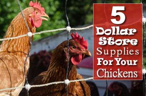 5 Dollar Store Supplies For Your Chickens - save yourself some money... #chickens #homestead #homesteading Dollar Store Chicken Supplies, Dollar Tree Chicken Supplies, Diy Chicken Salad, Chicken Jungle Gym, Chicken Boredom Buster, Chicken Salad Bar, Jungle Gym Diy, Chickens Homestead, Chicken Boredom