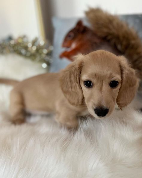 Blonde Dashound Puppy, English Cream Daschund, Dachshund Names, Creme Dachshund, Mini Daschund Long Haired, Long Haired English Cream Dachshund, Dachshund Cream, Long Haired Miniature English Cream Dachshund, Mini Cream Dachshund