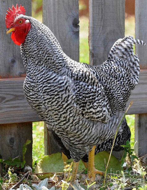 Gallo Plymouth Rock. Origen EE.UU Barred Rock Rooster, Rooster Paintings, Barred Rock Chickens, Plymouth Rock Chicken, Best Laying Chickens, Barred Rock, Laying Chickens Breeds, Automatic Chicken Coop Door, Laying Chickens