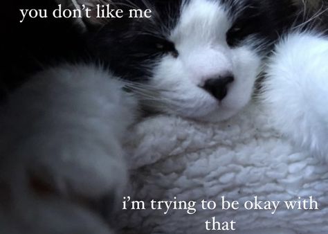 Vent Poetry, Cat Poetry, Dog Poetry, Unspoken Words, I Dont Like You, Don't Like Me, Be Okay, Poetry Words, Poem Quotes