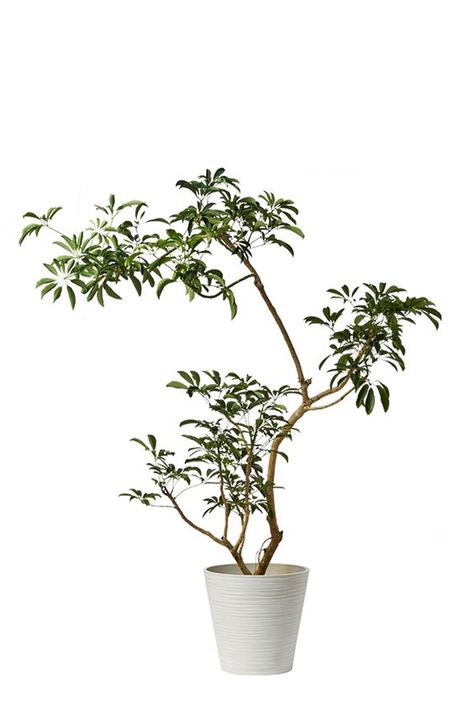 Bonsai Techniques, Japanese Tree, نباتات منزلية, Grass Wallpaper, Plant Decor Indoor, Interior Plants, Plant Vase, Green Vase, Plant Illustration