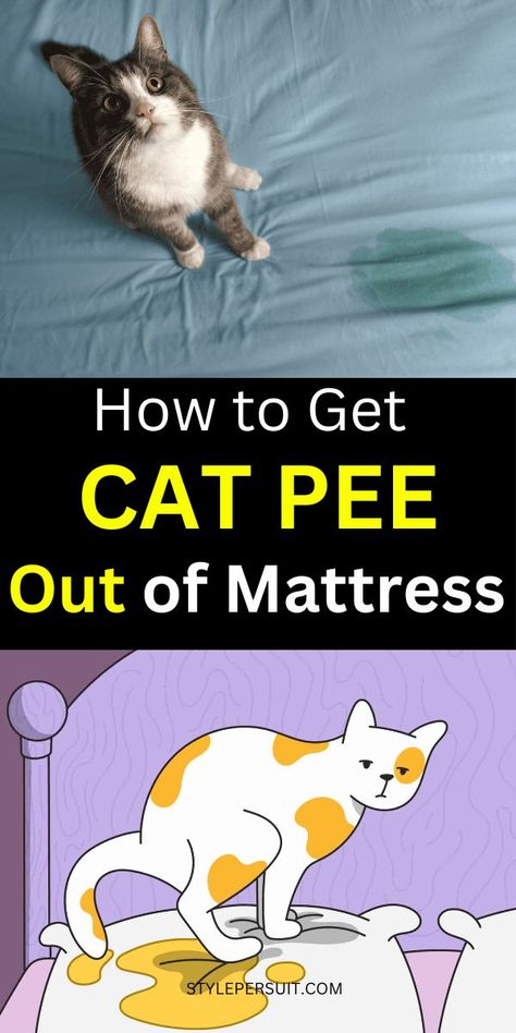 How to Get Cat Pee Out of Mattress: A Comprehensive Mattress Cleaning Guide Pee Out Of Mattress, Cat Pee Smell Removal, Remove Cat Urine Smell, Pet Urine Smell, Diy Cat Shelves, Cat Urine Remover, Cat Pee Smell, Pee Stains, Cat Urine Smells