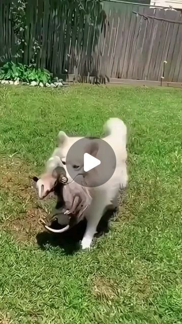 Animal Bond Stories on Instagram: "Heartwarming story #shortvideo #animals #shorts #lovestory #rescue #cute #heartwarming" Tiny Baby Animals, Tierischer Humor, Baby Animal Videos, Animal Attack, Animal Humour, Amazing Animal Pictures, Scary Animals, Animal Antics, Dresses Mermaid