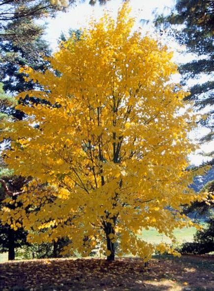 Yard Trees, Gardens Ideas, Midwest Living, Fall Color, Autumn Garden, Trees And Shrubs, Trees, Yellow, Color