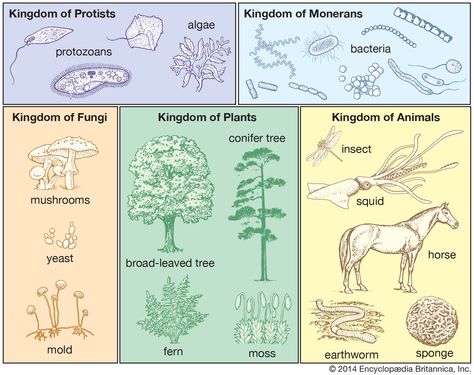 the Whittaker 5-kingdom classification of life  Kingdom of Monerans can be divided into 2 kingdoms:  Archaebacteria and Eubacteria Kingdoms Of Living Things, Taxonomy Biology, Five Kingdoms, Montessori Science, Animal Classification, Kids Homework, Classical Conversations, Science Units, Living Things