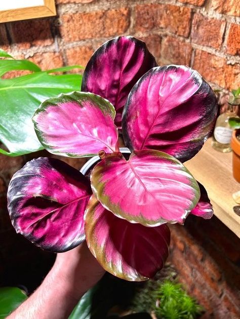 8 Best Calathea Roseopicta Care Tips | Balcony Garden Web Calathea Roseopicta, Small House Garden, Companion Planting Vegetables, Herb Containers, Herb Garden Design, Container Vegetables, Vertical Garden Diy, Houseplants Indoor, Garden Guide